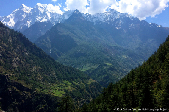 Many villages in lower Nubri are built on ancient landslips. These precarious looking slopes overlook the Budhi Gandaki river that starts in Tibet and runs through the valley to the Gorkha hills and then joins the Narayan River, and ultimately joins the Ganges. On the eastern edge of Nubri Valley looms Syarang Himal, the peak of which, Chamar, is 7165m, seen here from Prok village.
 